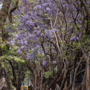 Jacaranda Illustration